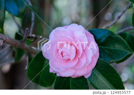 ガーデンの清楚な姫椿の花のクローズアップ 124953577