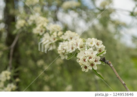 Willow leaf pear blossom in spring 124953646