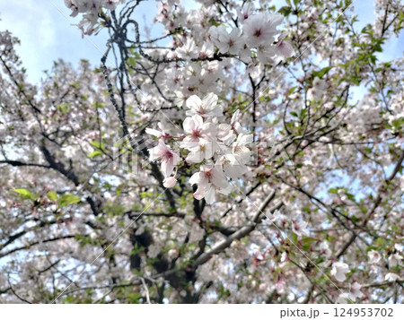 桜散の光景 青空 ／写真 124953702