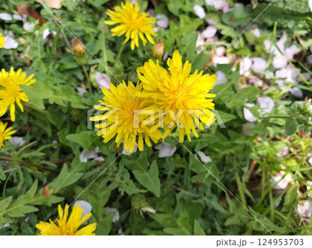 桜散と蒲公英 野草 ／写真 124953703