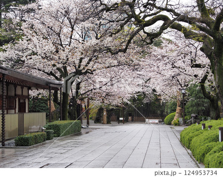 桜（雨の靖国神社境内） 124953734