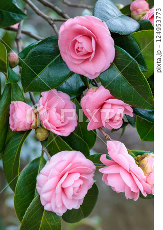 枝に咲く清楚な姫椿の花 枝に咲く清楚な姫椿の花 124953773