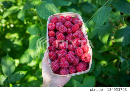 Freshly harvested sweet juicy raspberries in a wooden basket in the hands of a girl close-up on a background of green grass. Summer, vacation, warm. 124953798