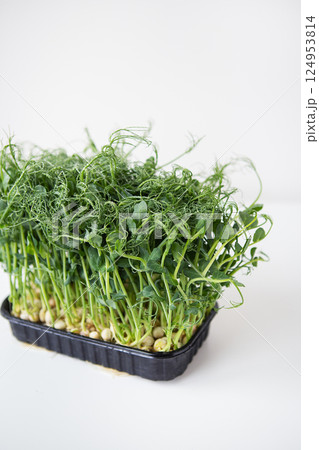 Pea microgreen sprouts. Raw sprouts, microgreens, healthy food concept. Supports the body with vitamins at any time of the year. Close-up, top view. 124953814