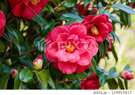 ガーデンの赤く美しい沖の浪椿の花 124953917