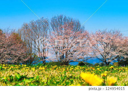 快晴の春の日に、満開の桜を眺めながら広大な公園を散歩 124954015