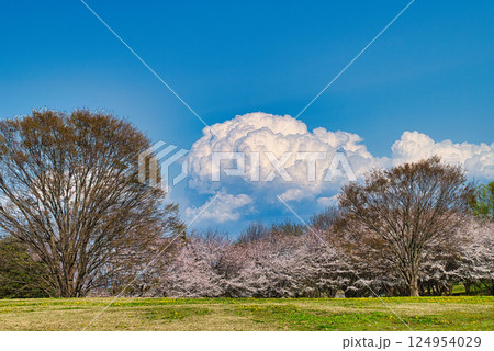 快晴の春の日に、満開の桜を眺めながら広大な公園を散歩 快晴の春の日に、満開の桜を眺めながら広大な公園を散歩 124954029
