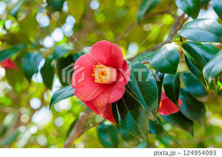 ガーデンの赤く美しい谷風椿の花 124954093