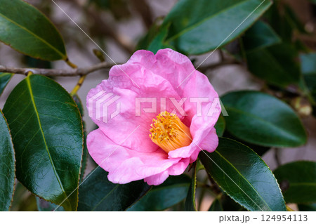 ガーデンのピンク色で美しく咲く有楽椿の花 124954113