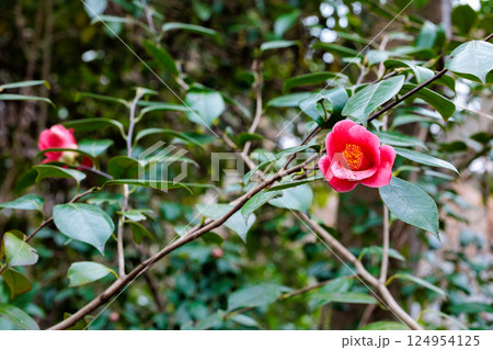 林の中で赤く美しく咲くヤブ椿の花 124954125
