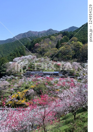 上久喜の花桃 春の山村風景  (高知県 仁淀川町) 上久喜の花桃 春の山村風景  (高知県 仁淀川町) 124954129