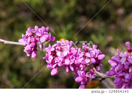 森林の中で咲くアメリカハナズオウの花 森林の中で咲くアメリカハナズオウの花 124954143