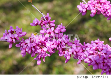 森林の中で咲くアメリカハナズオウの花 124954144