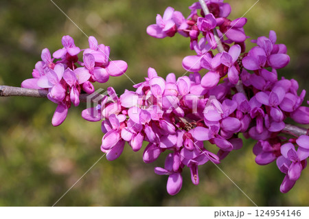 森林の中で咲くアメリカハナズオウの花 124954146