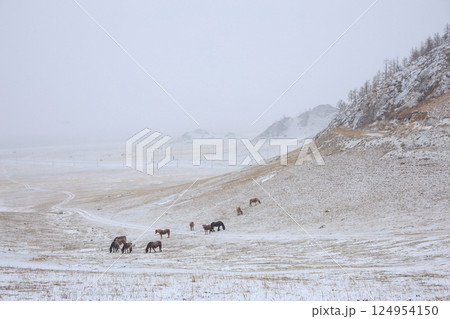 Horses graze on a winter mountainside. 124954150