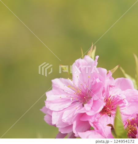 ピンクのキレイな花桃　春の風景 124954172