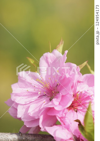 ピンクのキレイな桃の花 春の風景 ボケ背景 ピンクのキレイな桃の花 春の風景 ボケ背景 124954173