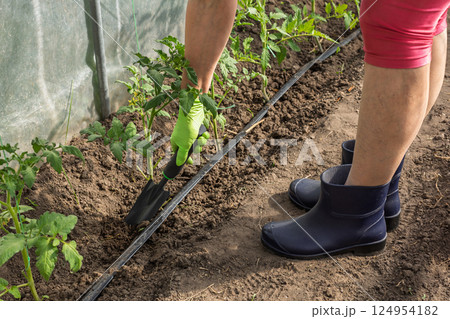 Female gardener takes care of tomato plants. 124954182