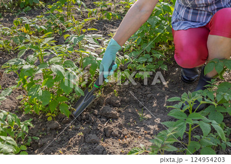 Farmer is loosening soil around raspberry bushes using a garden trowel. Farmer is loosening soil around raspberry bushes using a garden trowel. 124954203