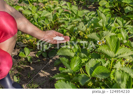 Farmer giving chemical fertilizer to young strawberry bushes. 124954210