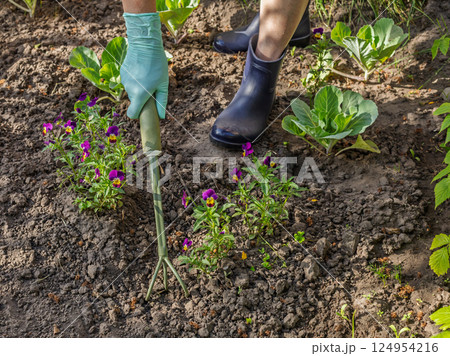 Gardener is loosening soil around viola flowers using a hand garden rake 124954216