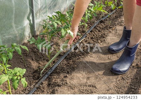 Female gardener takes care of tomato plants. 124954233
