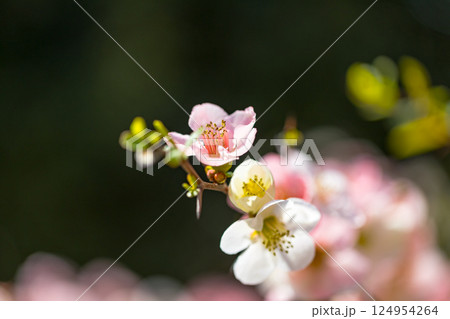 埼玉県　所沢航空記念公園　ボケの花 124954264