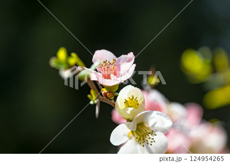 埼玉県 所沢航空記念公園 ボケの花 埼玉県 所沢航空記念公園 ボケの花 124954265