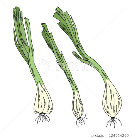 Set of Hand Drawn Green Onions, Colorful Vector Scallion Illustrations Isolated on White 124954290