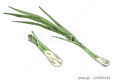 Fresh green onions drawing, botanical vegetable sketch in color for culinary and food projects 124954293