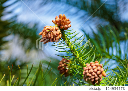 森林公園のコウヨウザンの花のクローズアップ 森林公園のコウヨウザンの花のクローズアップ 124954378