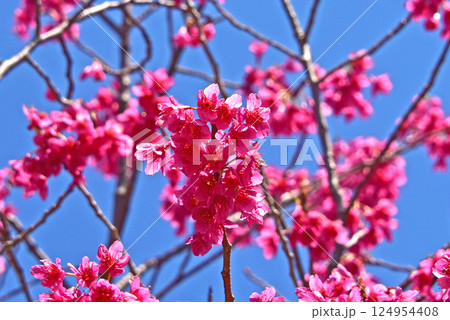 春の花　梅 124954408
