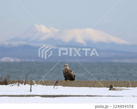 国後島(チャチャ岳)とオジロワシ 国後島(チャチャ岳)とオジロワシ 124954558