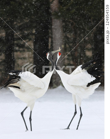 タンチョウの求愛 124954559