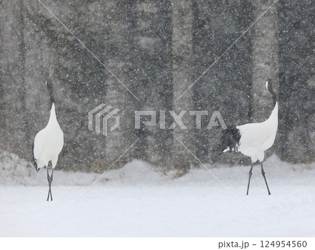 吹雪のなかのタンチョウ 124954560