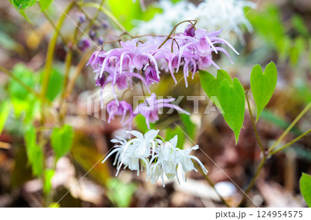 春の山林で清楚に咲くピンク色のイカリソウの花 春の山林で清楚に咲くピンク色のイカリソウの花 124954575