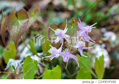 春の山林で清楚に咲くピンク色のイカリソウの花 124954580