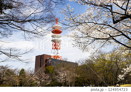 埼玉県所沢航空記念公園の桜の花 124954723