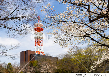 埼玉県所沢航空記念公園の桜の花 124954724