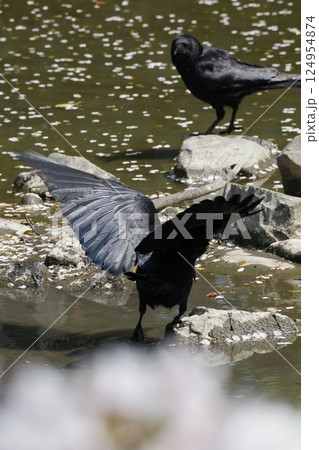 カラスの求愛行動 124954874