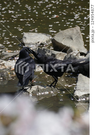 カラスの求愛行動 124954877