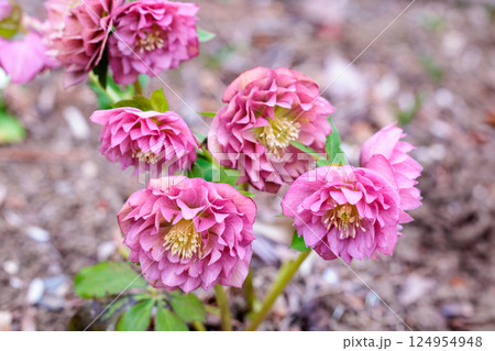 早春の庭に咲くピンク色の八重咲きクリスマスローズ 早春の庭に咲くピンク色の八重咲きクリスマスローズ 124954948