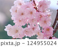 満開の綺麗な八重桜 124955024