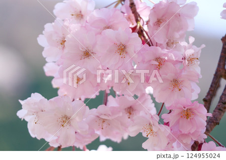 満開の綺麗な八重桜 124955024
