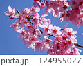 青空と満開の桜 124955027