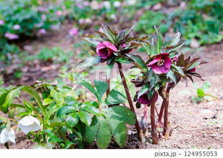 早春の庭に咲く紫色のクリスマスローズ 124955053