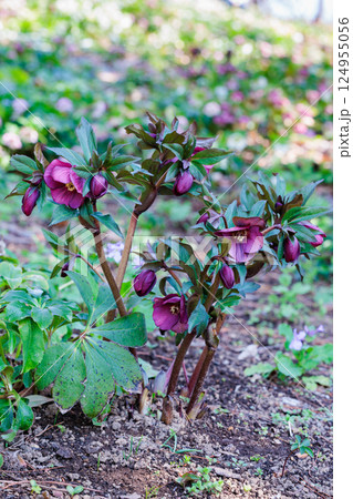 早春の庭に咲く紫色のクリスマスローズ 早春の庭に咲く紫色のクリスマスローズ 124955056