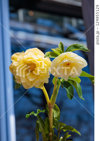 早春の庭に咲く黄色のクリスマスローズ 早春の庭に咲く黄色のクリスマスローズ 124955129