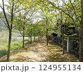 桜並木 124955134
