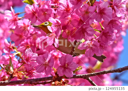 桜ジロー　春の花　河津桜 124955135
